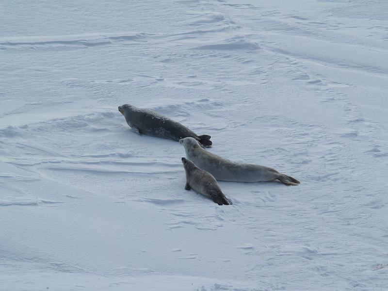 seal family.JPG